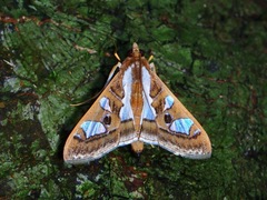 Glyphodes bivitralis