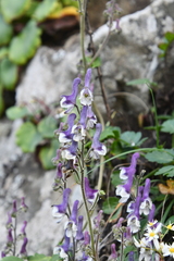 Aconitum alboviolaceum