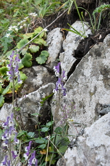 Aconitum alboviolaceum