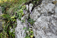 Aconitum alboviolaceum