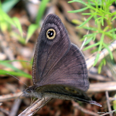 Ypthima impura paupera