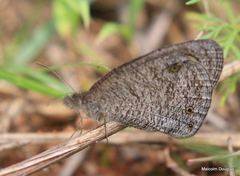 Ypthima impura paupera