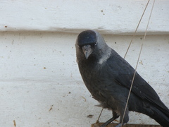 Corvus monedula