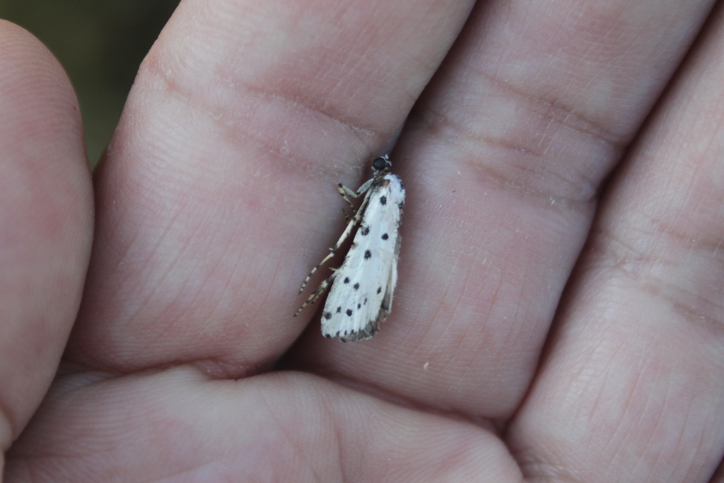 Myelois multiforella