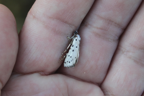 Myelois multiforella
