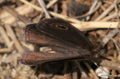 Ypthima impura paupera