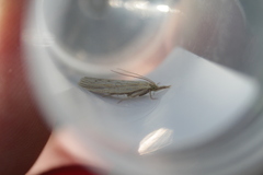 Ematheudes punctella