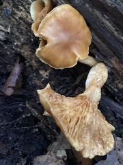Gymnopilus penetrans