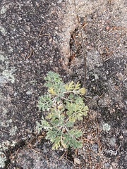 Artemisia absinthium