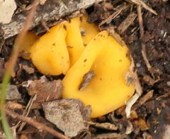 Phaeohelotium baileyanum