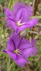Thysanotus tuberosus tuberosus