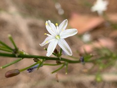 Caesia parviflora parviflora