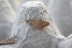 Scopula rubiginata