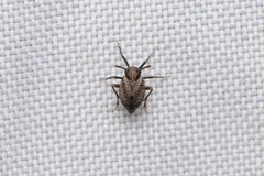Asiraca