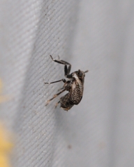 Asiraca