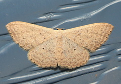 Scopula optivata