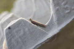 Oncocera semirubella