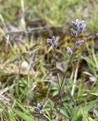 Myosotis discolor