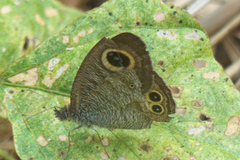 Ypthima baldus baldus