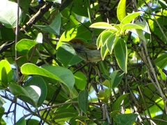 Orthotomus atrogularis