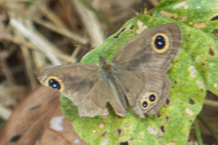 Ypthima baldus baldus