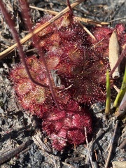 Drosera admirabilis