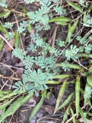 Aeschynomene brevifolia