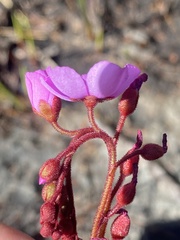 Drosera admirabilis