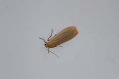 Eilema depressa