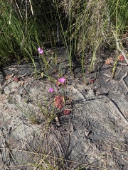 Drosera admirabilis