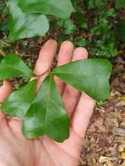 Cupaniopsis wadsworthii