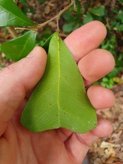 Cupaniopsis wadsworthii
