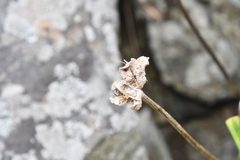 Hemerocallis middendorffii