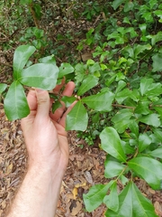 Cupaniopsis wadsworthii
