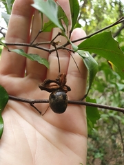 Cupaniopsis wadsworthii