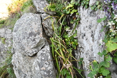 Hemerocallis middendorffii