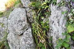 Hemerocallis middendorffii