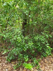 Cupaniopsis wadsworthii