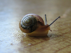 Fruticicola fruticum