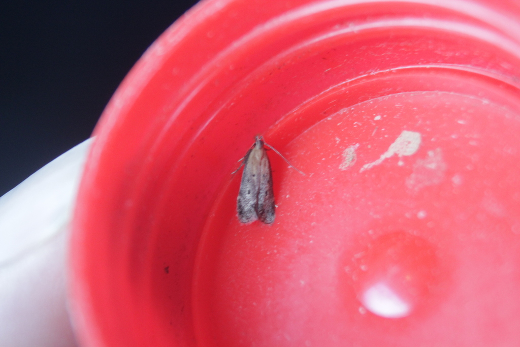 Stomopteryx remissella