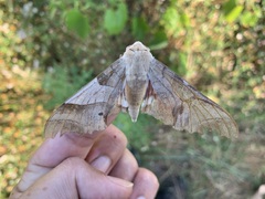 Marumba quercus