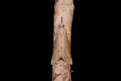 Hypena obacerralis