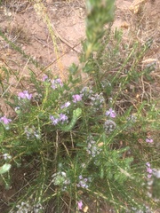 Aspalathus cephalotes