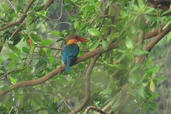 Pelargopsis capensis