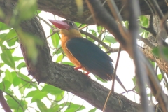 Pelargopsis capensis