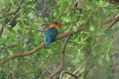 Pelargopsis capensis