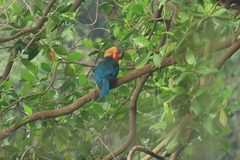 Pelargopsis capensis