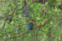 Pelargopsis capensis