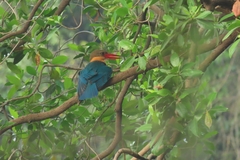 Pelargopsis capensis