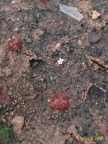 Drosera burmanni